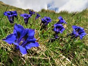 Spettacolo di fiori e marmotte sui sentieri per i Laghetti di Ponteranica – 18magg22  - FOTOGALLERY